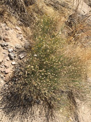 Porophyllum scoparium