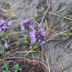 Thymus linearis