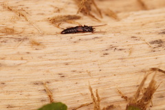 Siagonium quadricorne