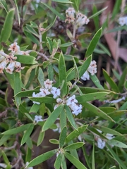 Astroloma xerophyllum