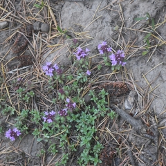 Thymus linearis