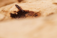 Siagonium quadricorne