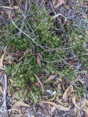 Astroloma xerophyllum