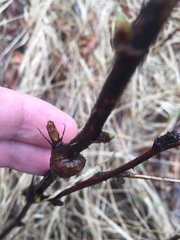 Lasioptera rubi