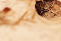 Siagonium quadricorne