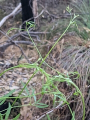 Clematis linearifolia