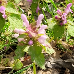 Lamium purpureum