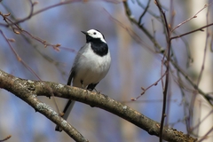 Motacilla alba