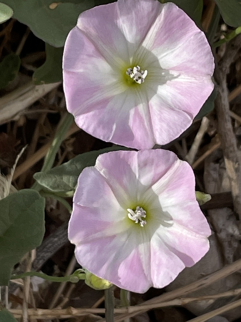 field bindweed from Second Dr, Lubbock, TX, US on April 23, 2022 at 0932 AM by KGTEY · iNaturalist
