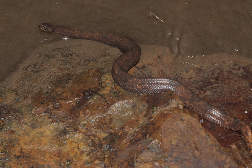 Northern Eyelash Boa