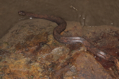 Trachyboa boulengeri
