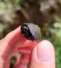 Sternotherus