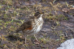 Turdus iliacus