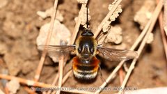 Bombylius erythropleurus