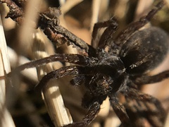 Pardosa sphagnicola