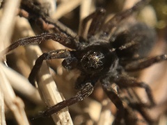 Pardosa sphagnicola