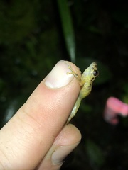 Pristimantis incomptus