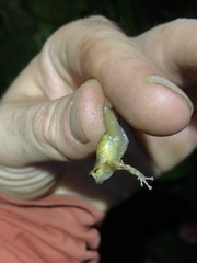 Pristimantis incomptus