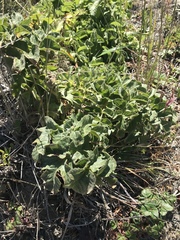 Angelica hendersonii