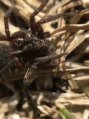 Pardosa sphagnicola