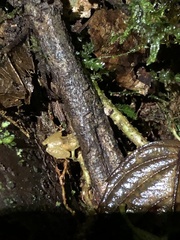 Pristimantis altamnis