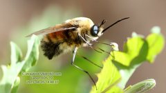 Bombylius erythropleurus
