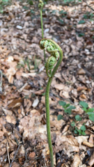 Pteridium pinetorum