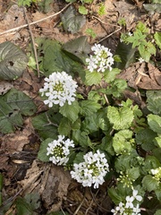 Pachyphragma macrophyllum