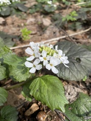 Pachyphragma macrophyllum