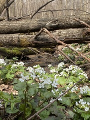 Pachyphragma macrophyllum