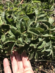 Angelica hendersonii