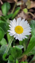 Bellis perennis