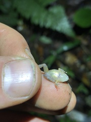 Pristimantis ujucami