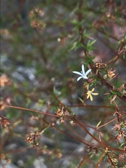 Wahlenbergia rubens