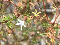 Wahlenbergia rubens