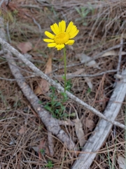 Lepidophorum repandum