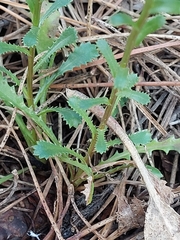 Lepidophorum repandum