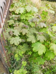 Acer pseudoplatanus