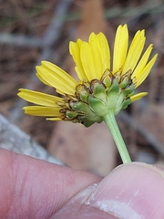 Lepidophorum repandum