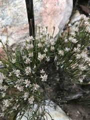 Stoebe microphylla