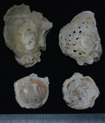 Pseudochama gryphina