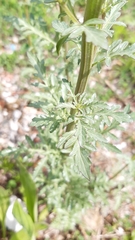 Scrophularia canina canina