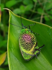 Arcas imperialis