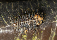 Chilocorus circumdatus