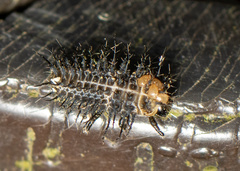 Chilocorus circumdatus