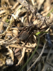 Pardosa sphagnicola