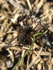Pardosa sphagnicola
