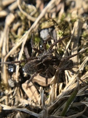 Pardosa sphagnicola