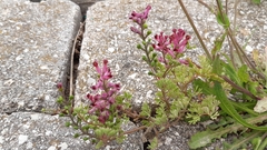 Fumaria officinalis officinalis