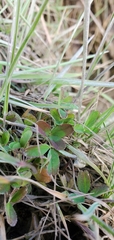 Trifolium wormskioldii